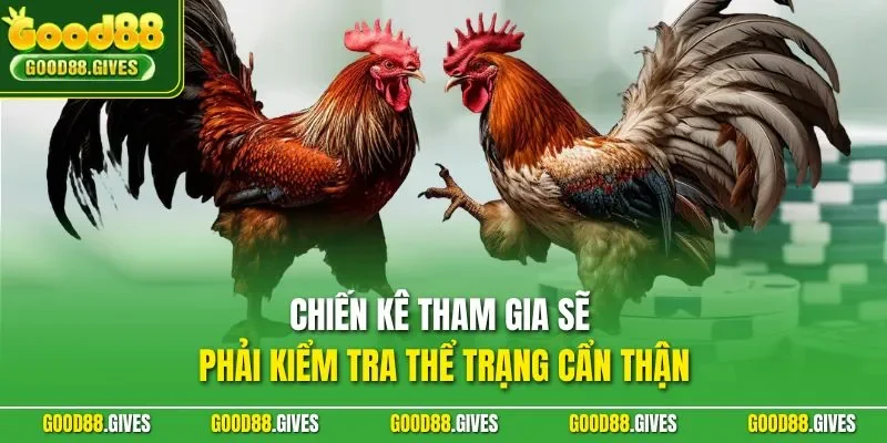 Chiến kê tham gia sẽ phải kiểm tra thể trạng cẩn thận