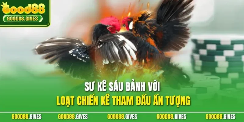 Sư kê Sáu Bảnh với loạt chiến kê tham đấu ấn tượng