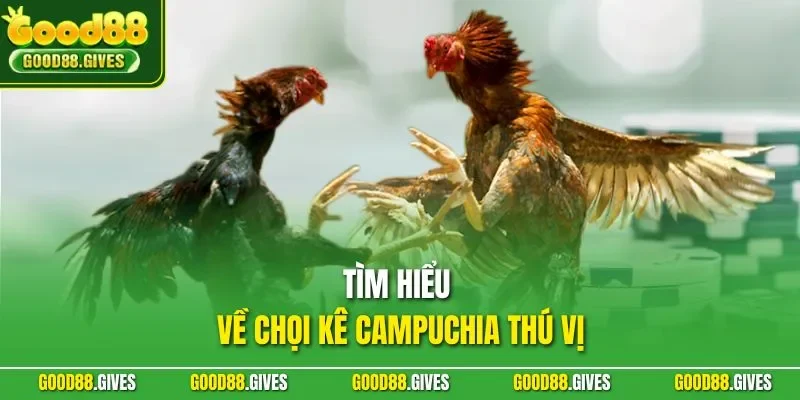 Tìm hiểu về chọi kê Campuchia thú vị